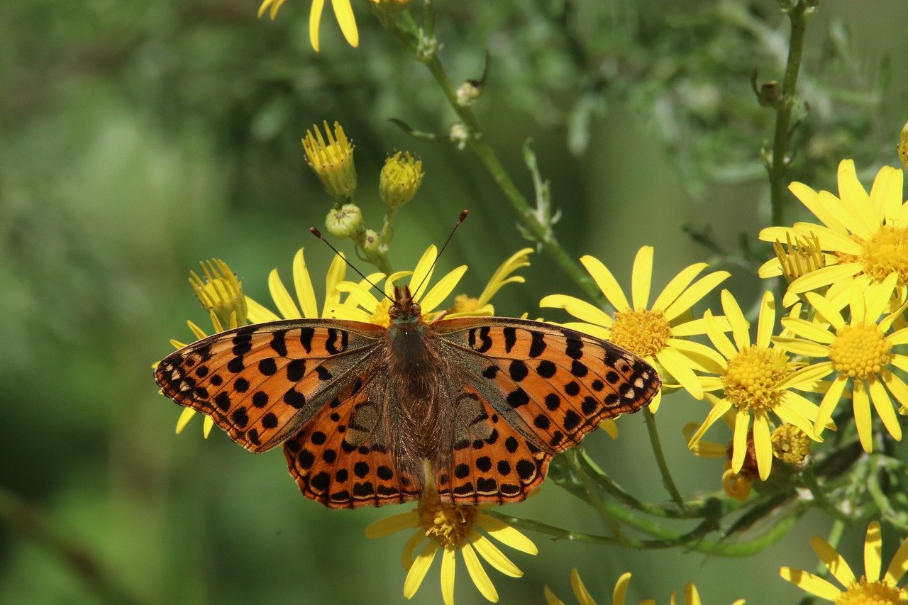 Conserving Biodiversity - Why Each Species Matters